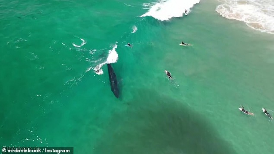 Video: Hai chú cá voi cùng “bắt sóng” với người lướt ván gần vịnh Byron (Australia)